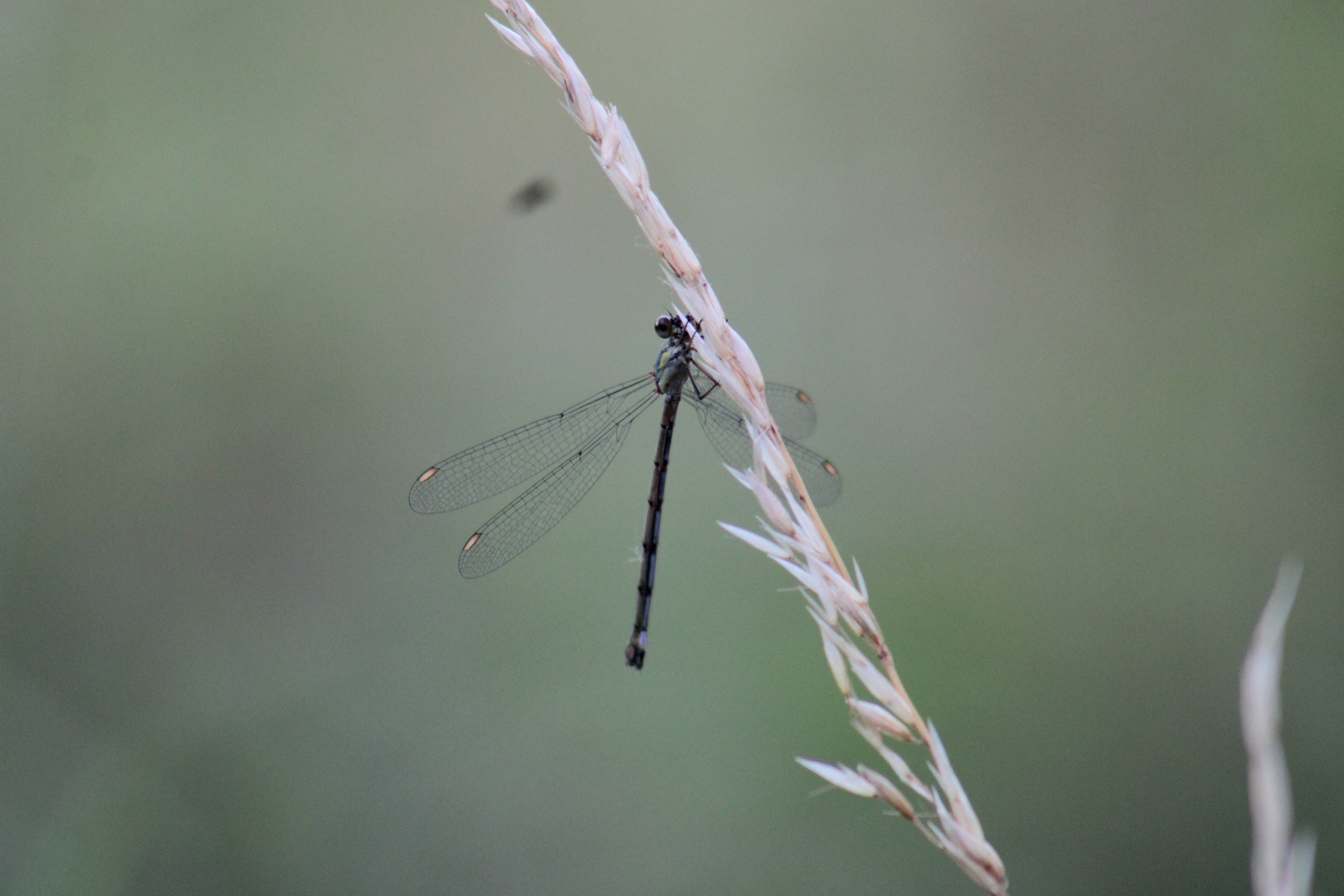 photo_nature_1
